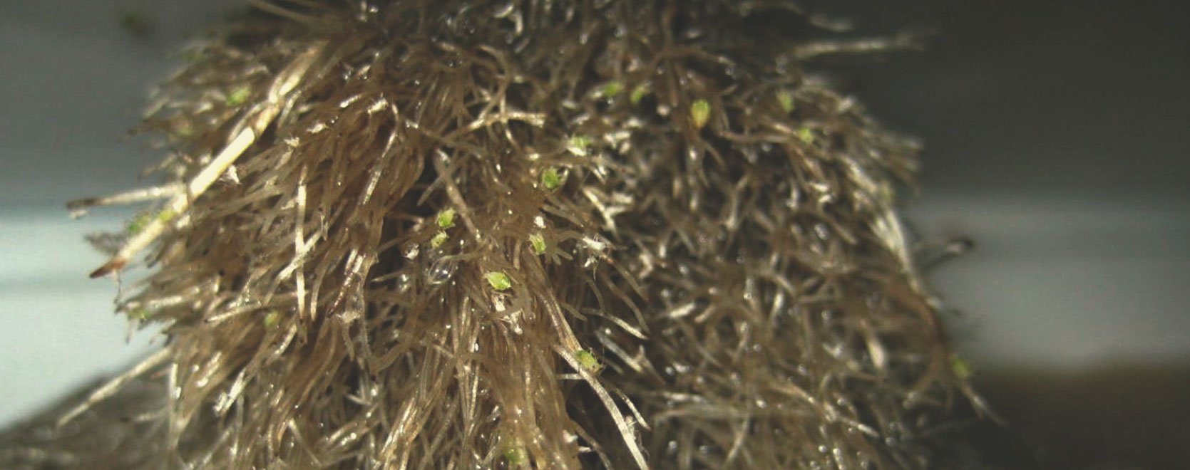 What Cannabis Leaves Can Tell You What Cannabis Leaves Can Tell You