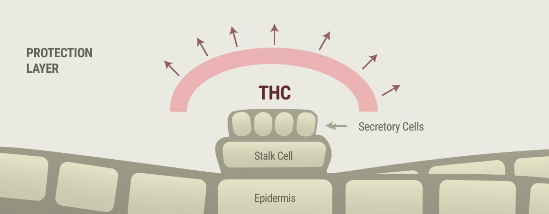 Cannabis and Rosacea Symptoms Cannabis and Rosacea Symptoms