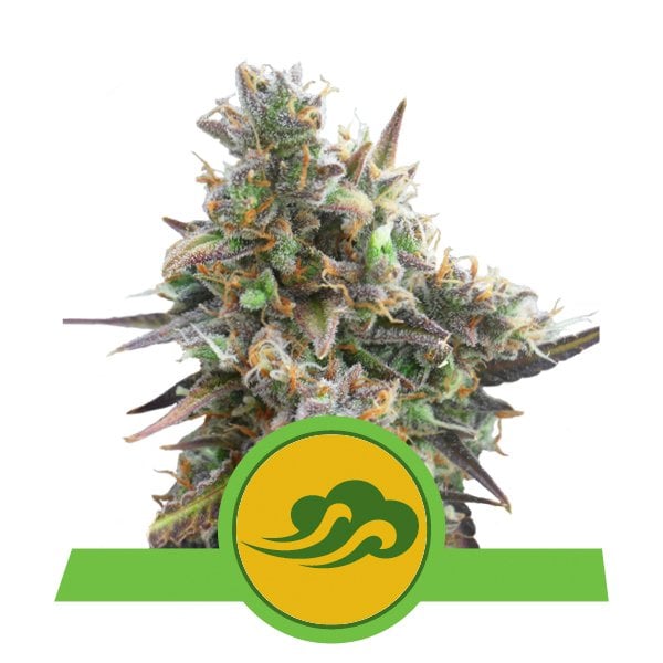 Buy Royal Bluematic Autoflowering Cannabis