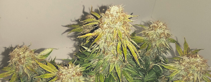 Royal Jack Auto