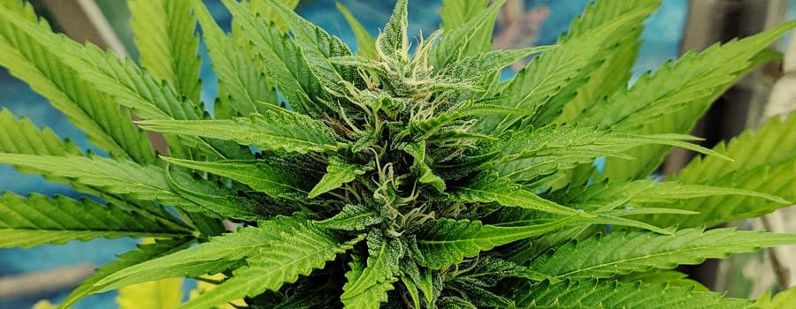 Royal Moby feminized very detailed photo of the cannabis plant