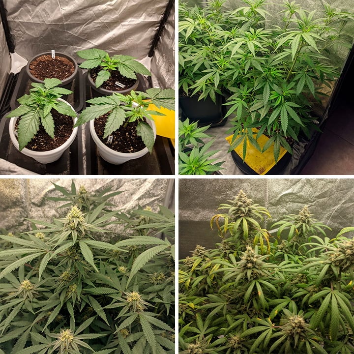 Watermelon grow stages Watermelon grow stages