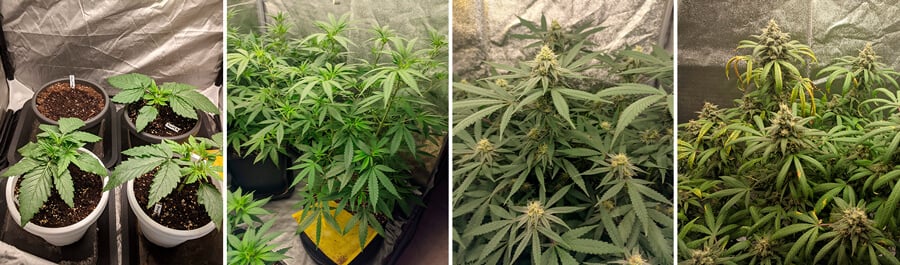 Royal Skywalker grow stages Watermelon grow stages