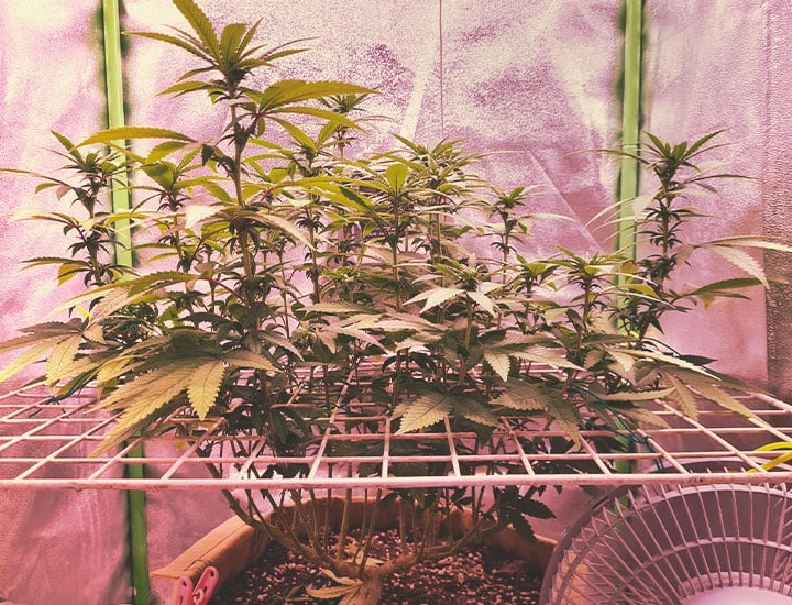 Topping and Training Autoflowering Cannabis