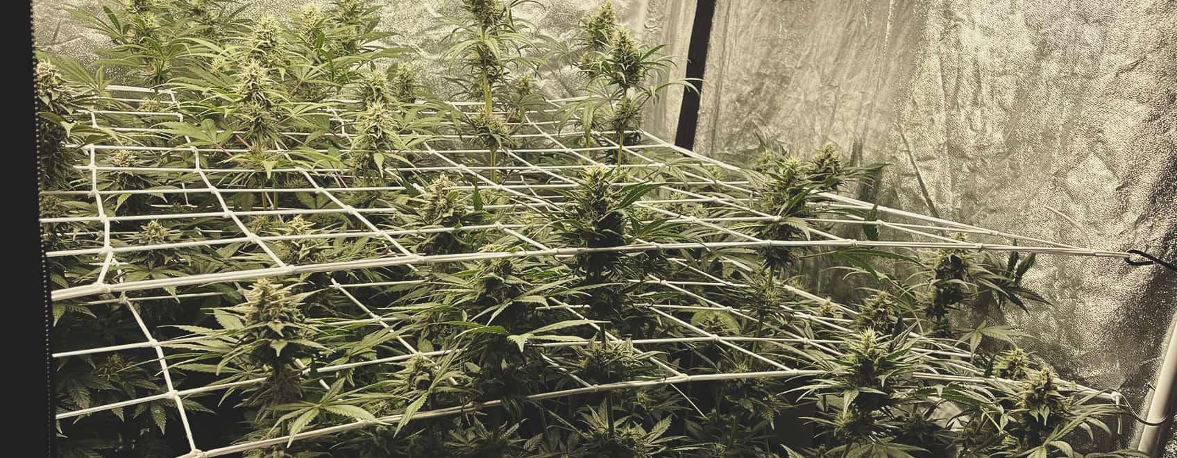 Scrogging Fouls Scrogging Fouls
