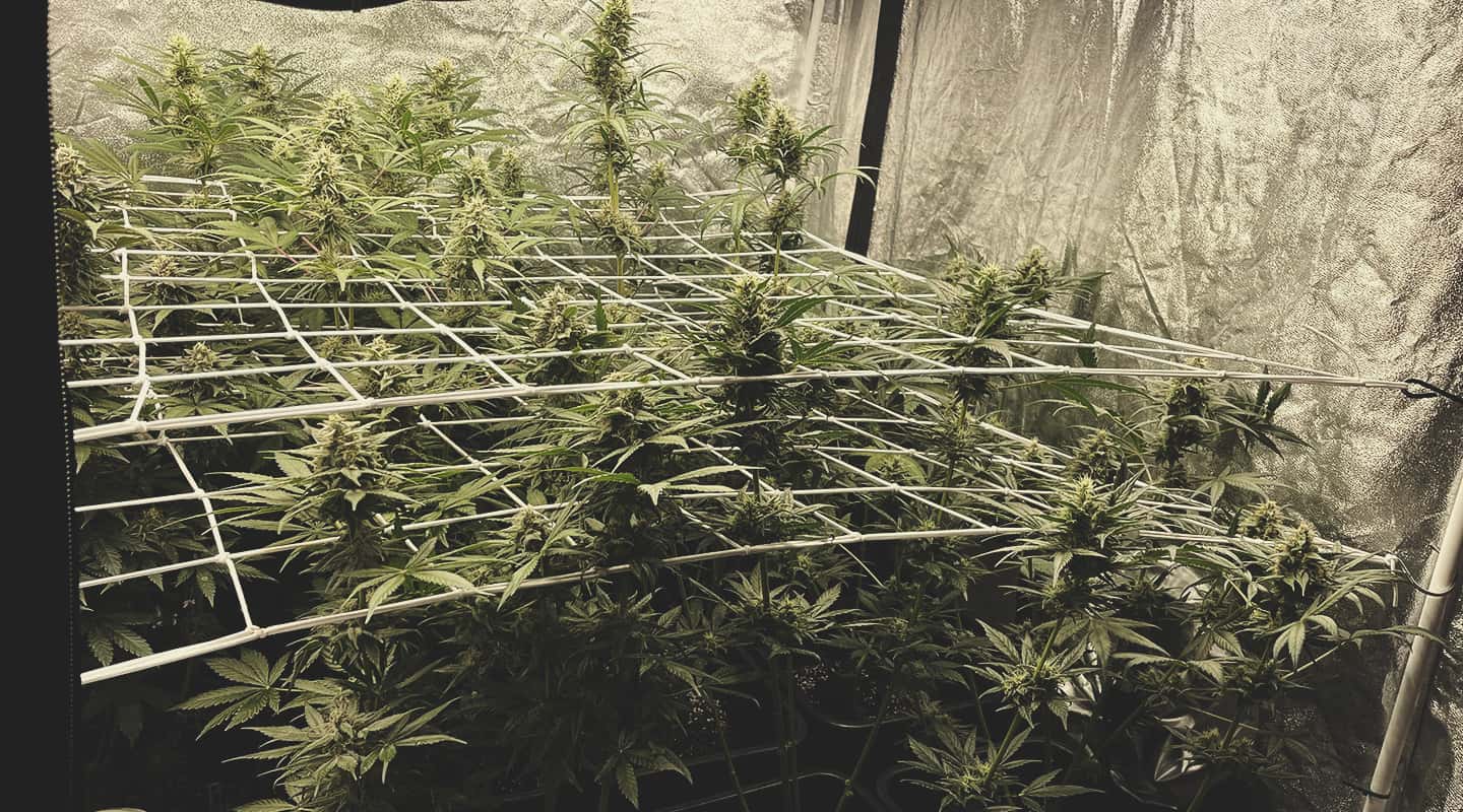 Scrogging Fouls Scrogging Fouls