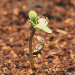 Seedling stage