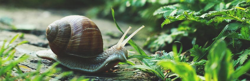 Snail Pests