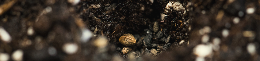 Planting Directly Into Soil Planting Directly Into Soil