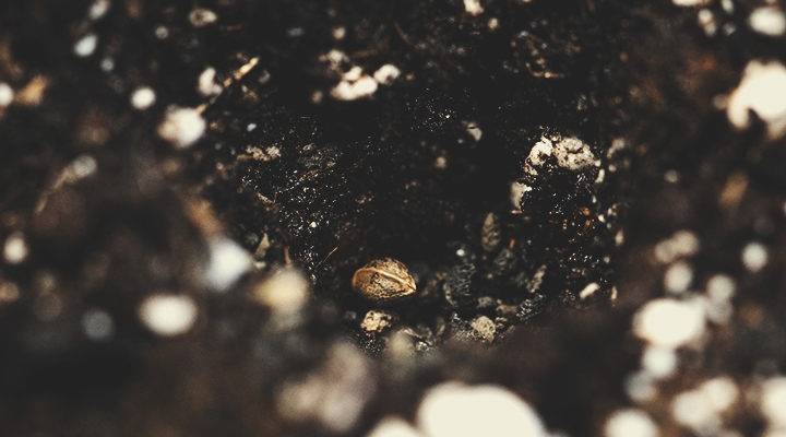 Planting Directly Into Soil Planting Directly Into Soil