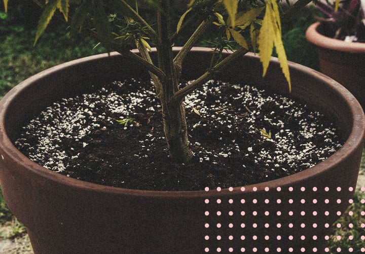 Reusing Old Soil To Grow Cannabis Reusing Old Soil To Grow Cannabis