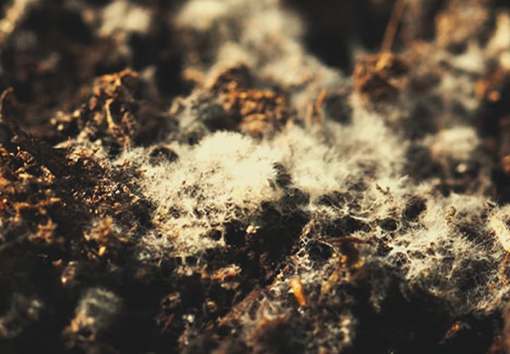 Soil Soil