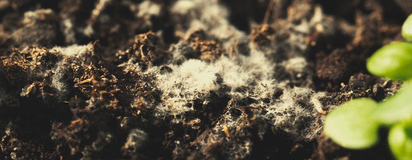 Soil Soil