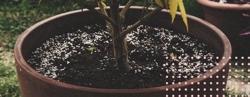 Reusing Old Soil To Grow Cannabis Reusing Old Soil To Grow Cannabis