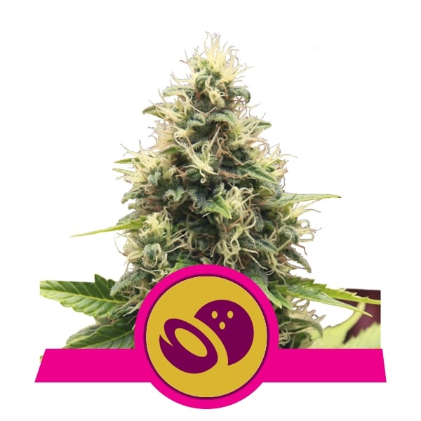 Somango XL Royal Queen Seeds