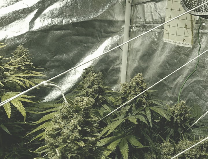 Growing Cannabis Indoors