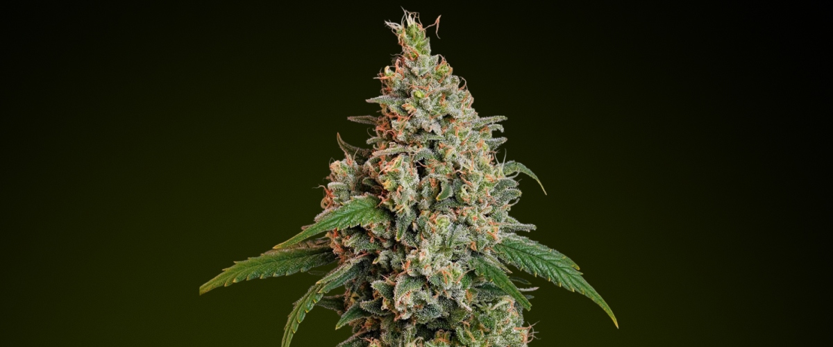Sour Diesel cannabis bud with frosty trichomes and bright green tones, known for its citrusy fuel-like flavour and energising effects ideal for daytime edibles