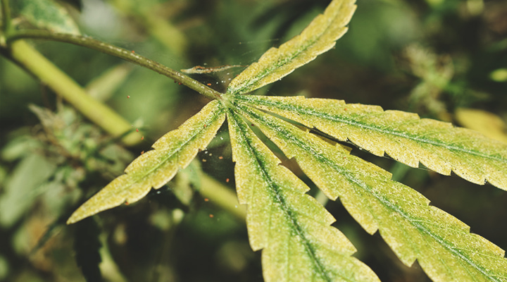Spider Mites Spider Mites