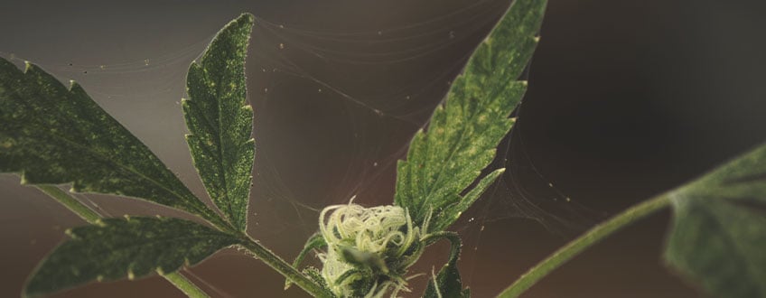 What Are Spider Mites?