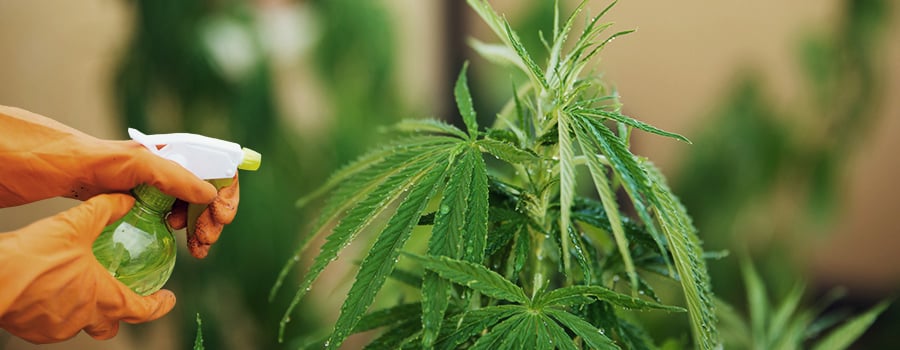 A spray bottle applying nutrient solution onto cannabis leaves, illustrating the method of foliar feeding to address cannabis nutrient lockout and supplement nutrient absorption directly through the stomata.