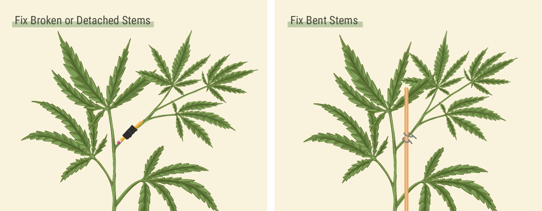 How Can You Fix Broken or Detached Stems?