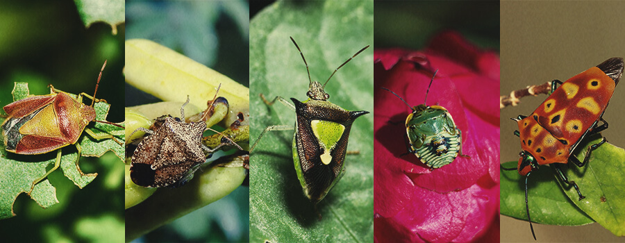 Stink Bug Cannabis 