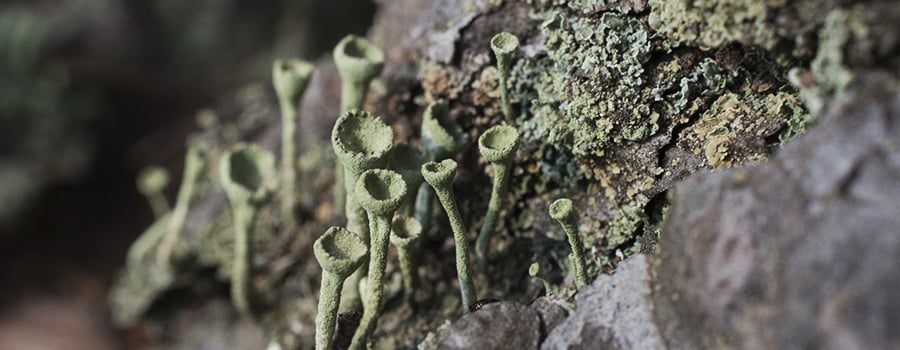 Lichen