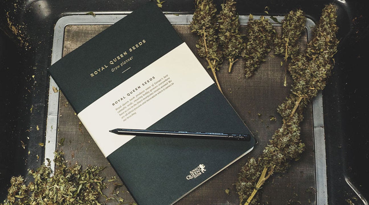 What To Record in a Cannabis Consumption Diary