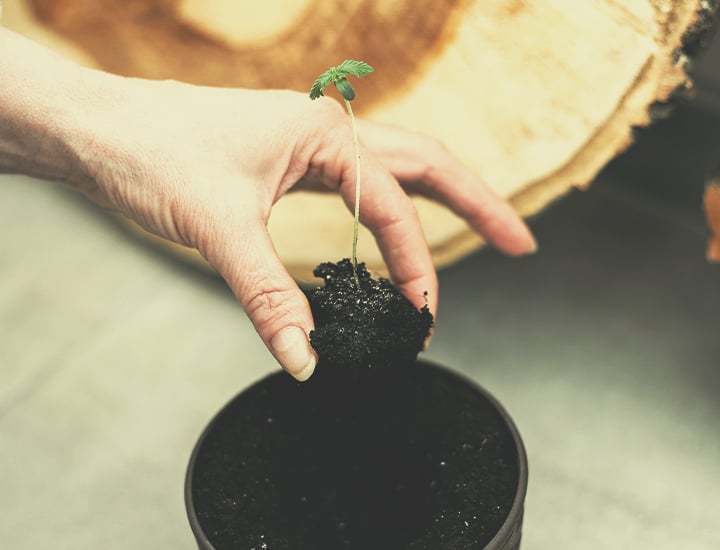 Autoflowering Cannabis Seeds for Indoor Growing