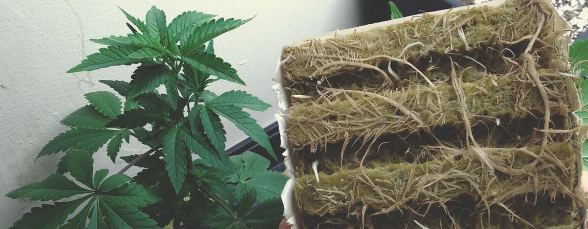 Rockwool For Hydroponic Marijuana Growing