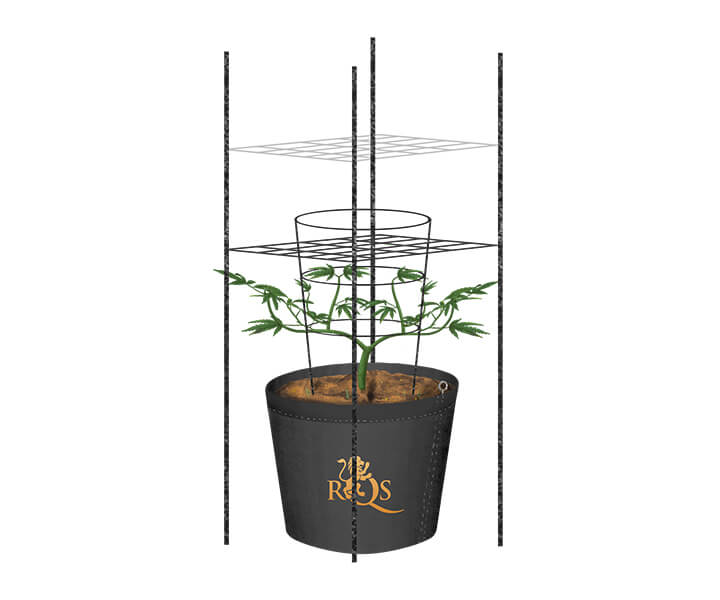 How To Trellis Cannabis Outdoors