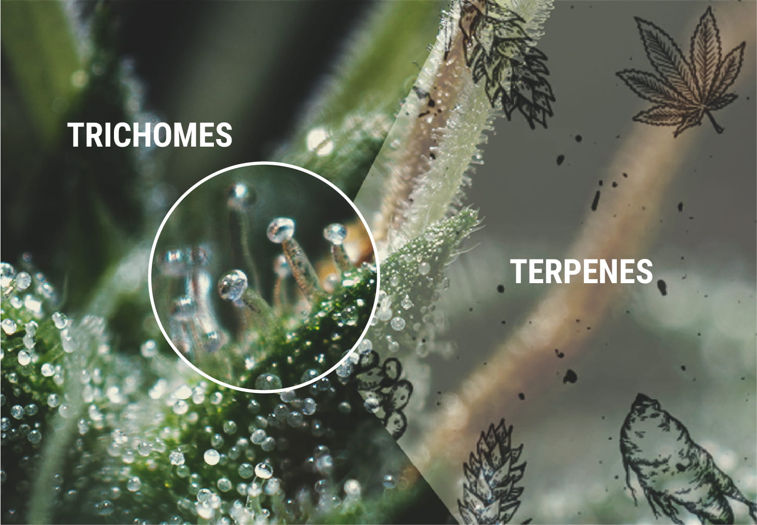 Terpenes and Terpenoids