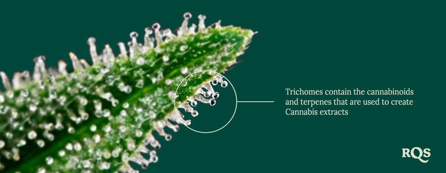 Trichomes