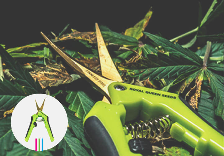 HOW TO CLEAN YOUR CANNABIS TRIMMING SCISSORS