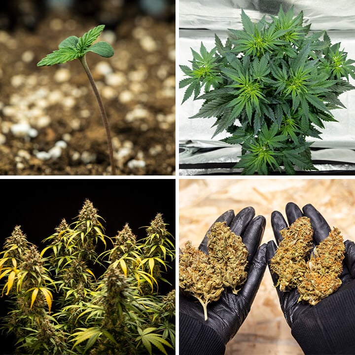 Triple G Auto Seeds Triple G Auto Seeds