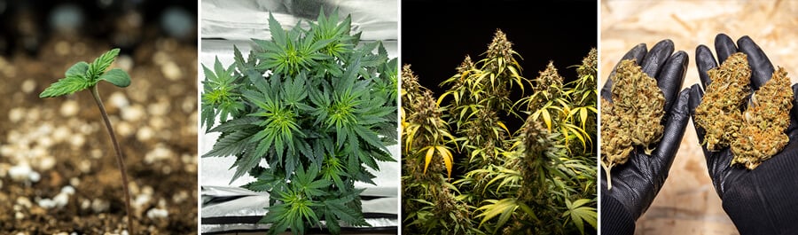 Triple G Auto Seeds Triple G Auto Seeds