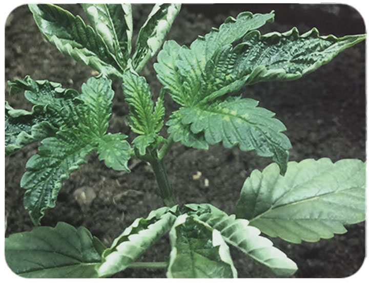 What Causes Curly Cannabis Leaves And How To Cure Them RQS Blog