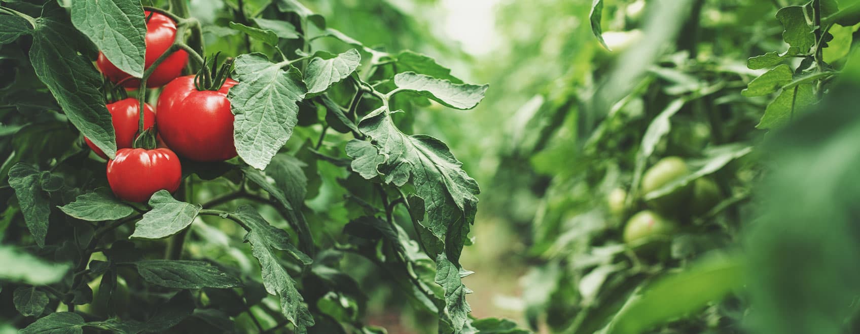 Tomato Leaves