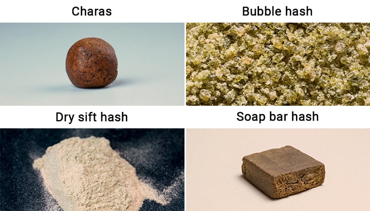 How to Make Hash: Dry-sift, Charas, and Bubble Hash - Sensi Seeds