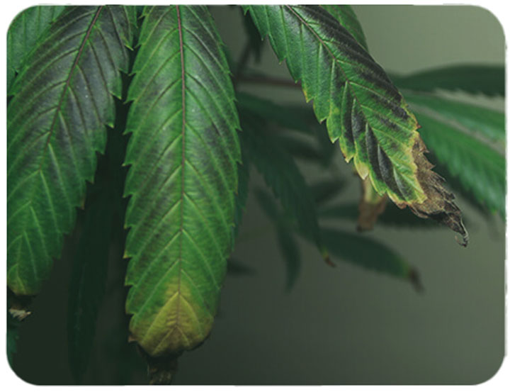 What Causes Curly Cannabis Leaves And How To Cure Them RQS Blog