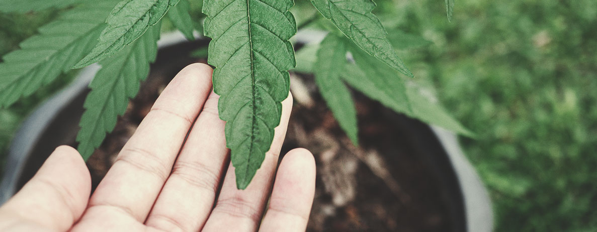 Why Grow Vegan Weed? Why Grow Vegan Weed?