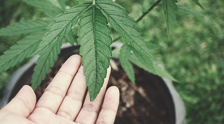 Why Grow Vegan Weed? Why Grow Vegan Weed?