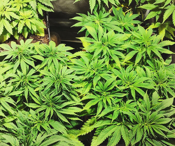 Cannabis Light Spectrum Cannabis Light Spectrum