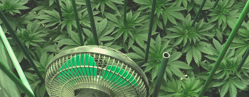 How to Grow Cannabis Sustainably at Home