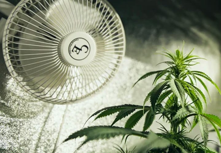Complete Ventilation Guide for Your Cannabis Grow Room