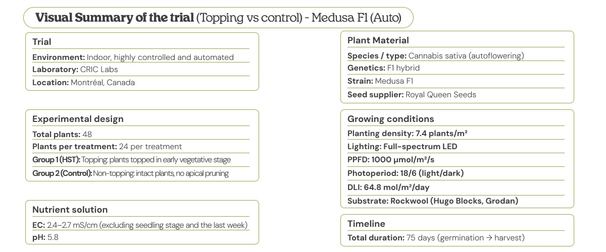 Medusa F1 (Auto) topping vs control trial – visual summary Visual summary of the Medusa F1 (Auto) trial comparing topping vs control, showing experimental design, plant material, growing conditions, nutrient solution, and timeline