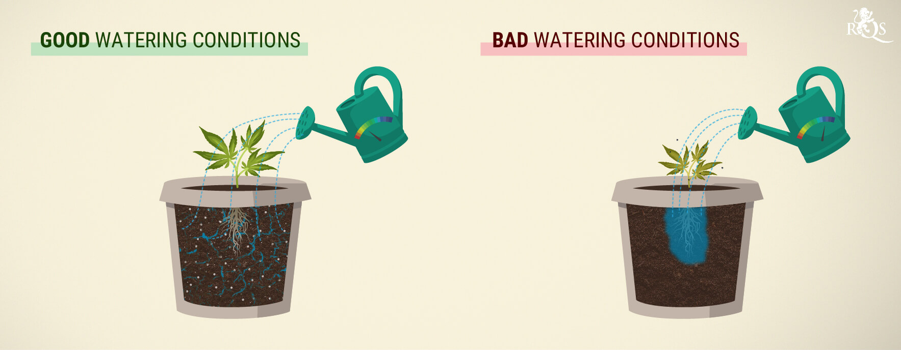 How Much Should You Water Cannabis? How Much Should You Water Cannabis?