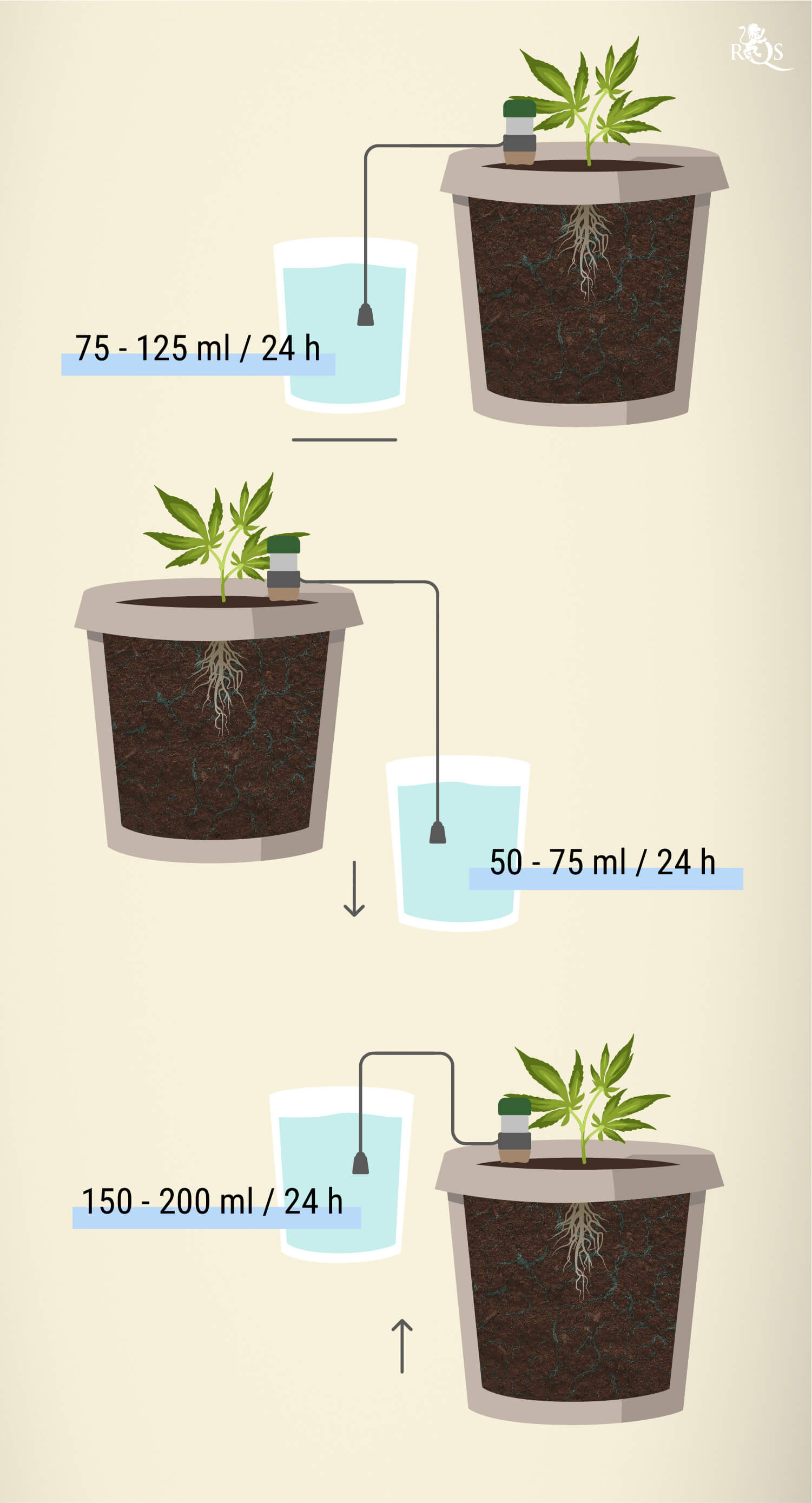 Watering: How much and when?