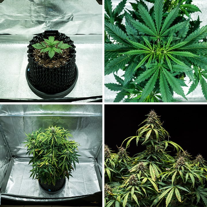 Watermelon grow stages Watermelon grow stages