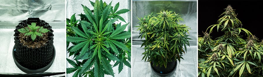 Watermelon grow stages Watermelon grow stages
